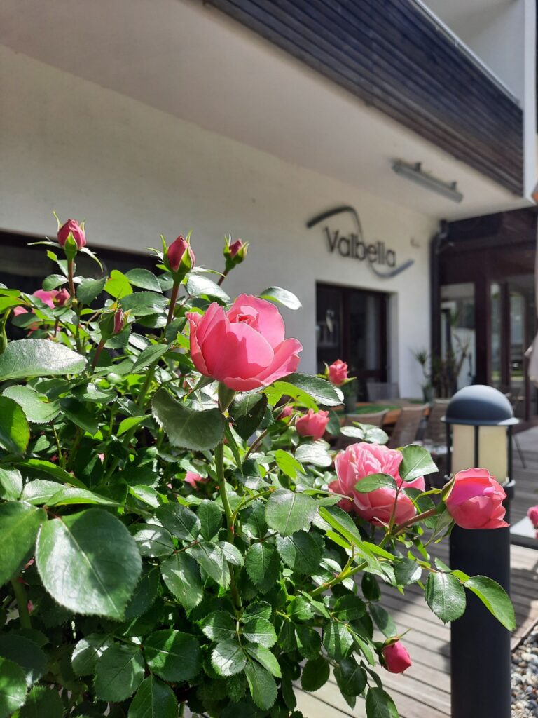 Rosen auf dem Areal